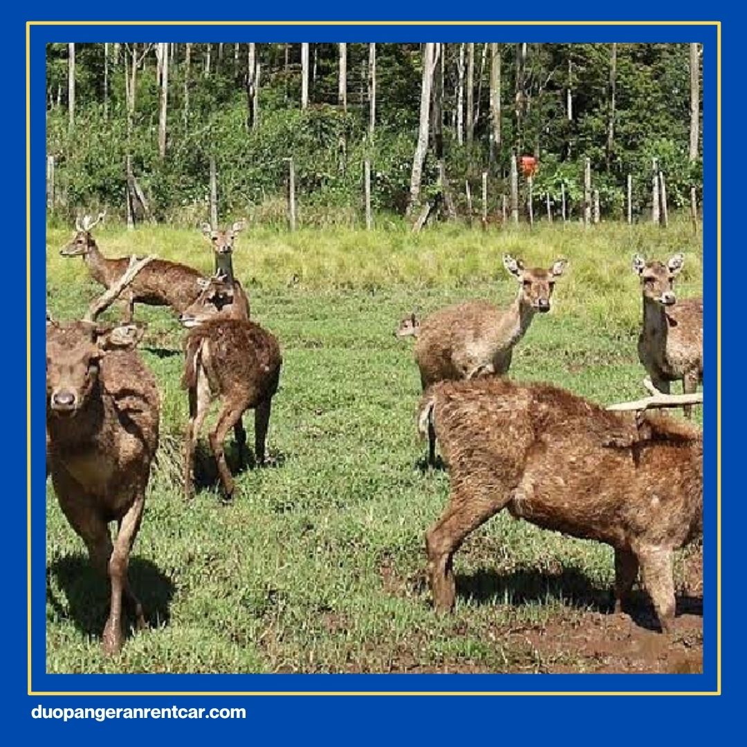 Sewa Mobil Di Bandung