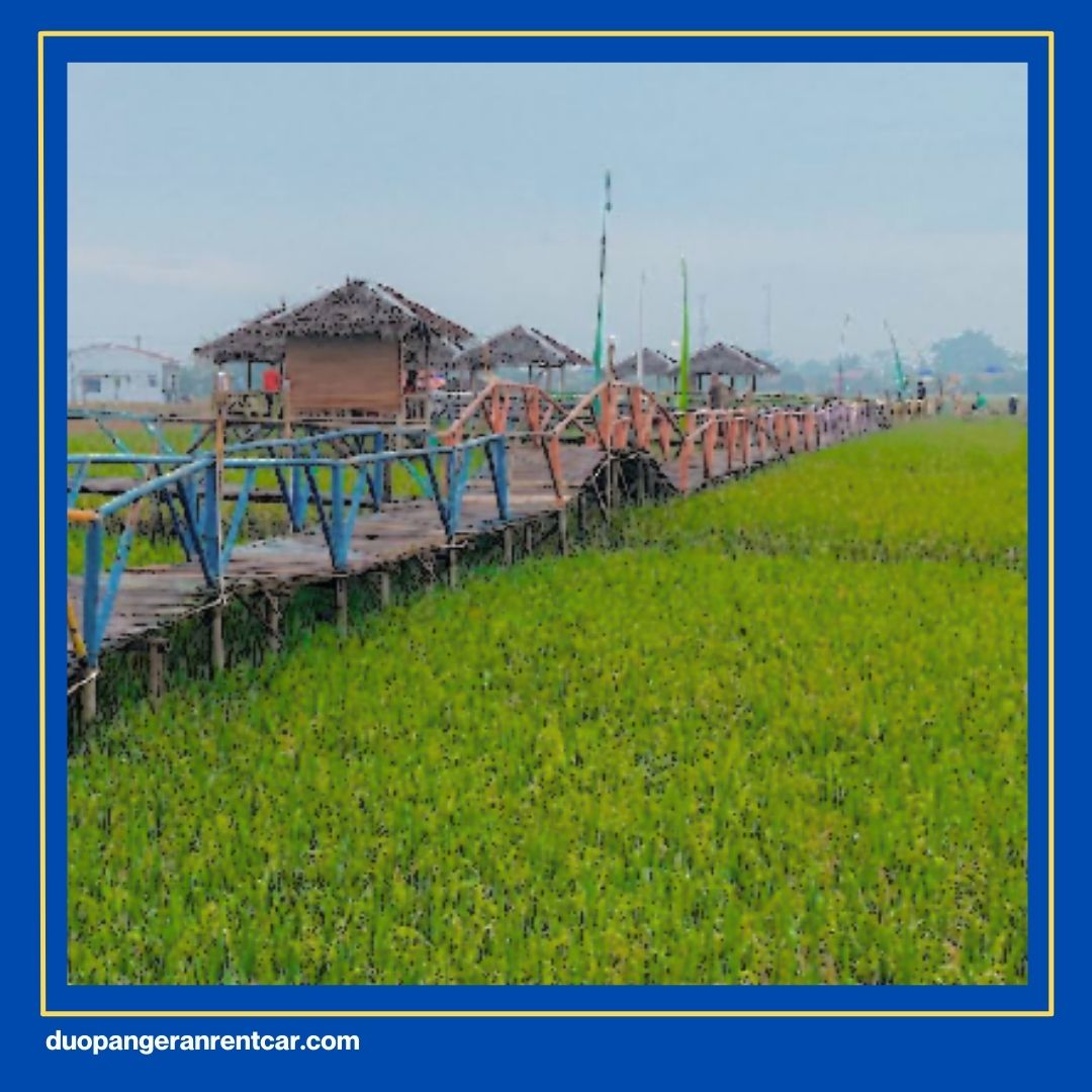 Wisata Sawah Di Medan